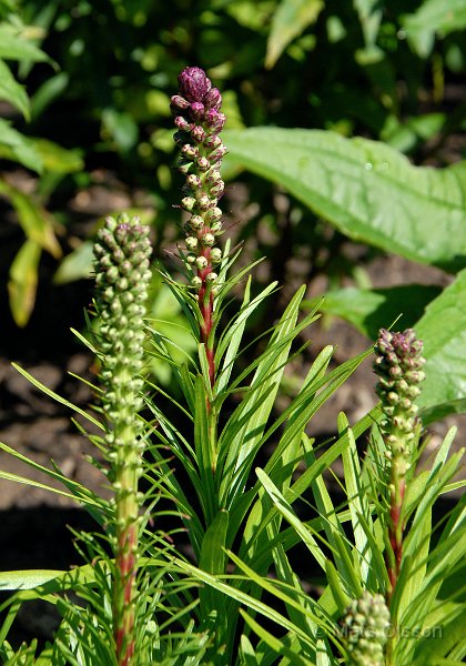 Rosenstav, Liatris spicata