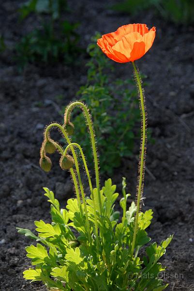 Sibirisk vallmo, Papaver croceum 'Gartenzwerg'