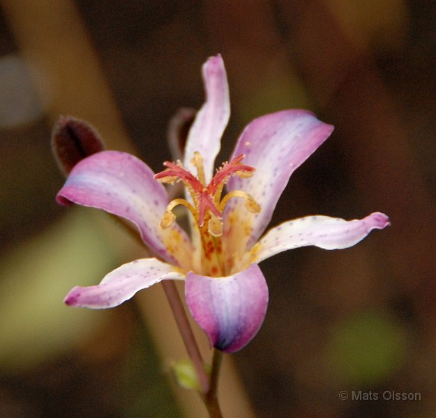 Skugglilja, Tricyrtis 'Taipei Silk'