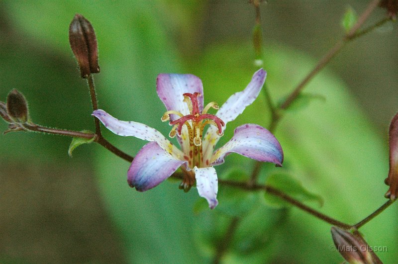 Skugglilja, Tricyrtis 'Taipei Silk'