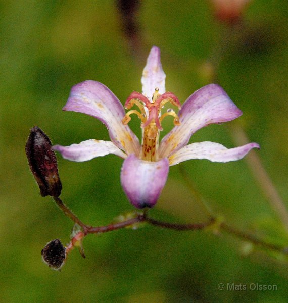 Skugglilja, Tricyrtis 'Taipei Silk'