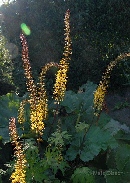 Spirstnds, Ligularia przewalskii
