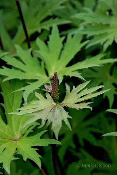 Spirstnds, Ligularia przewalskii