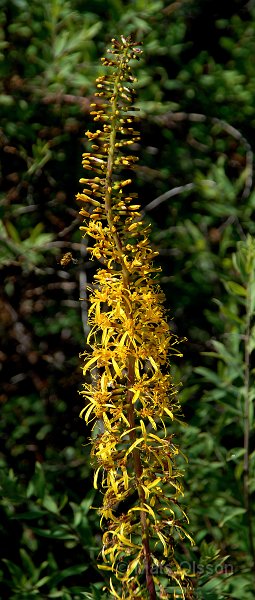 Spirstnds, Ligularia przewalskii