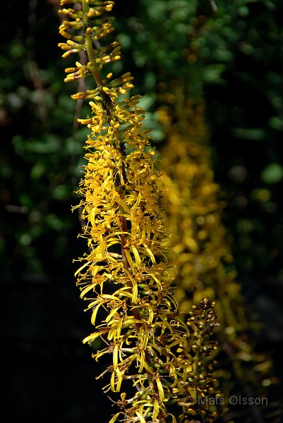 Spirstnds, Ligularia przewalskii