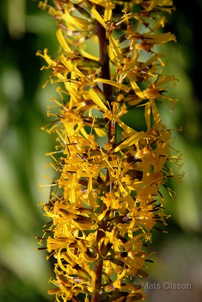 Spirstnds, Ligularia przewalskii