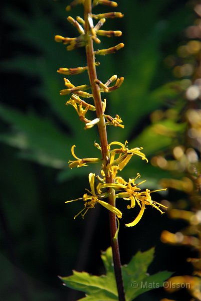 Spirstnds, Ligularia przewalskii