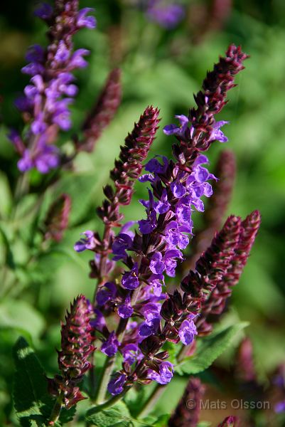 Stppsalvia, Salvia nemorosa