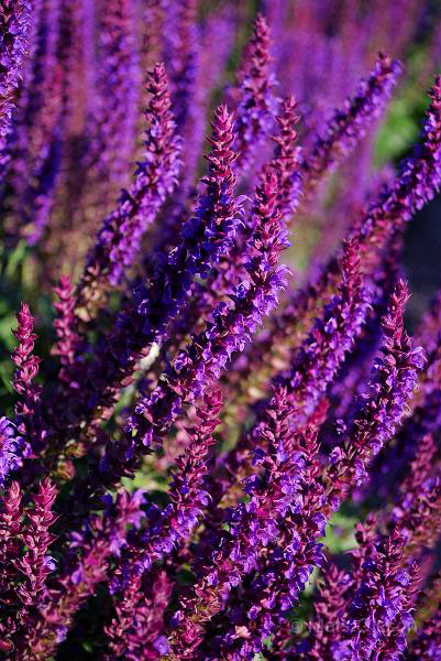 Stppsalvia, Salvia nemorosa
