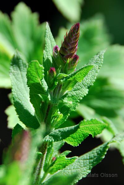 Stppsalvia, Salvia nemorosa