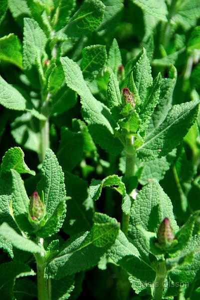 Stppsalvia, Salvia nemorosa