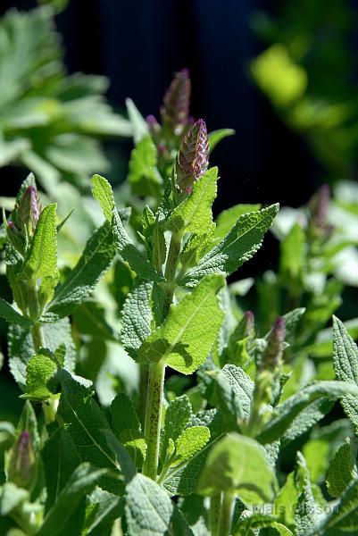 Stppsalvia, Salvia nemorosa