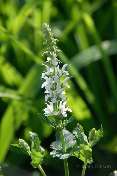 Stppsalvia, Salvia nemorosa Schneehgel