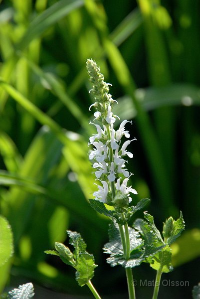 Stppsalvia, Salvia nemorosa Schneehgel