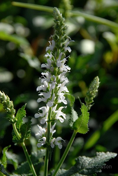 Stppsalvia, Salvia nemorosa Schneehgel