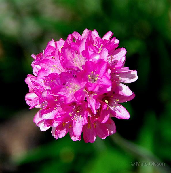 Strandtrift, Armeria maritima 'Splendens'