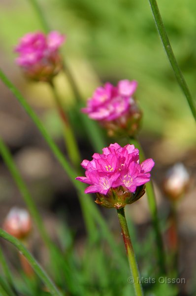 Strandtrift, Armeria maritima 'Splendens'