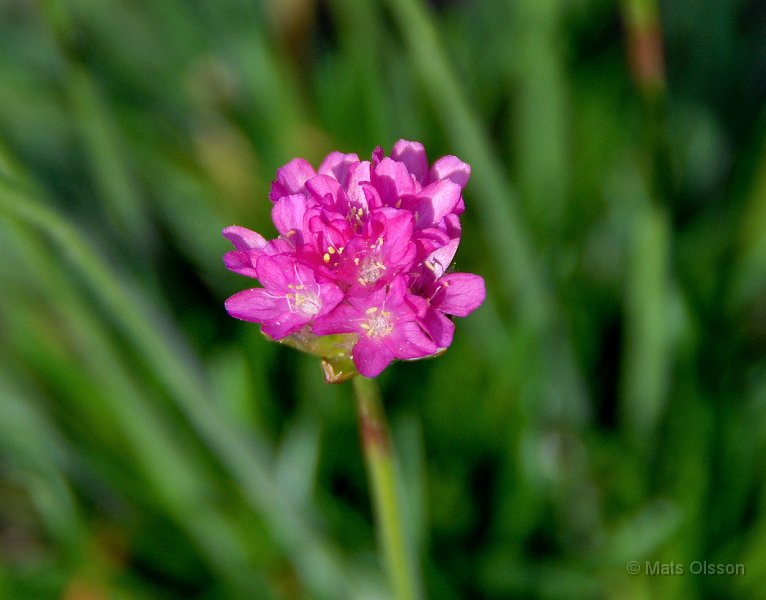 Strandtrift, Armeria maritima 'Splendens'