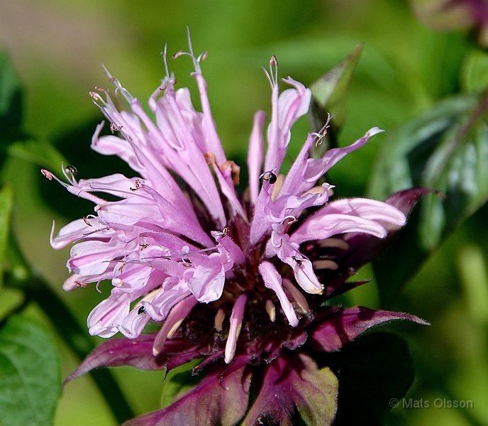 Temynta Beauty of Cobham, Monarda Beauty of Cobham
