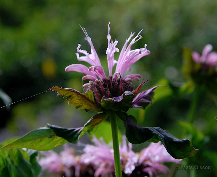 Temynta Beauty of Cobham, Monarda Beauty of Cobham
