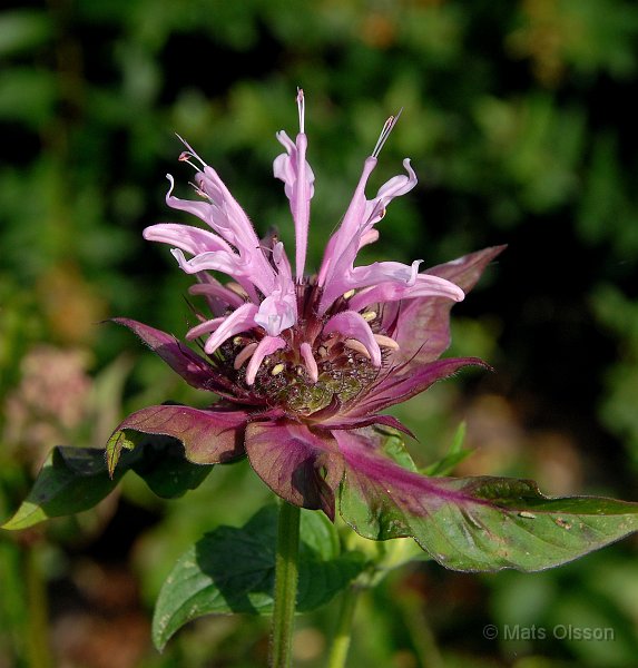 Temynta Beauty of Cobham, Monarda Beauty of Cobham