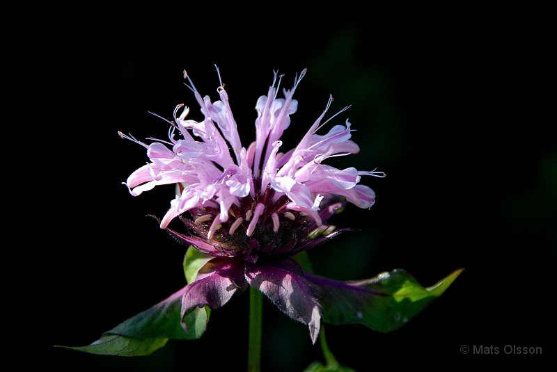 Temynta Beauty of Cobham, Monarda Beauty of Cobham