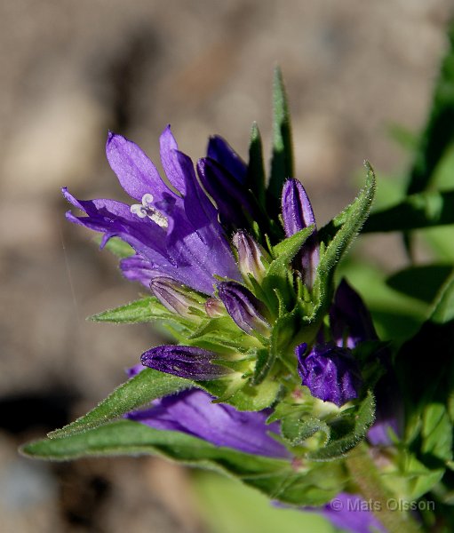 Toppklocka, Campanula glomerata 'Acaulis'