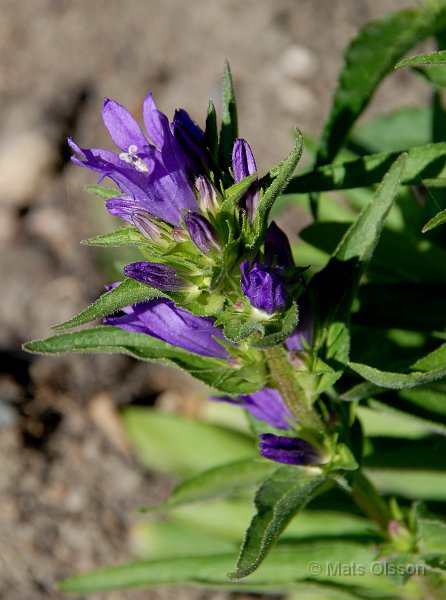 Toppklocka, Campanula glomerata 'Acaulis'