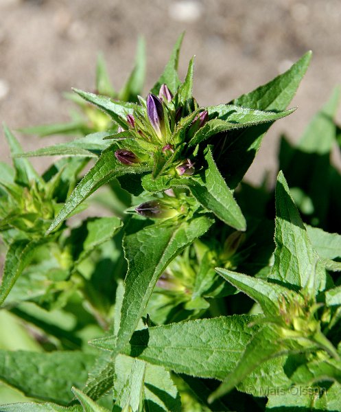 Toppklocka, Campanula glomerata 'Acaulis'