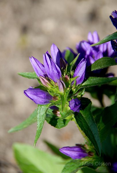 Toppklocka, Campanula glomerata 'Acaulis'