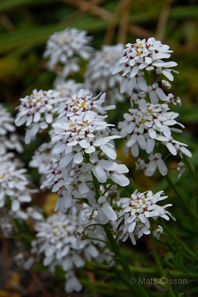 Vinteriberis, Iberis sempervirens