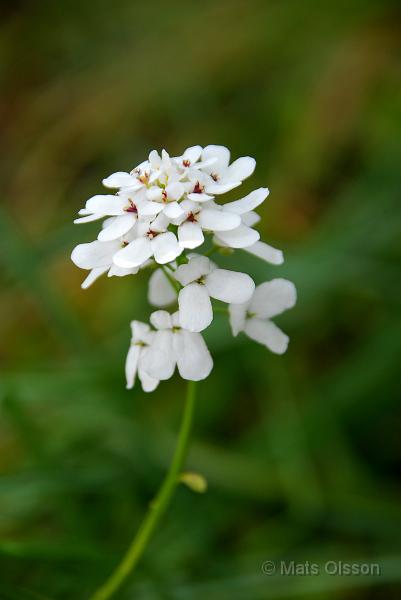 Vinteriberis, Iberis sempervirens